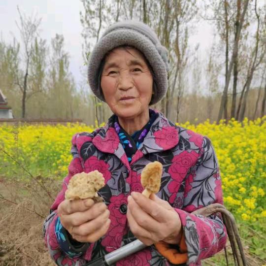 汉芝