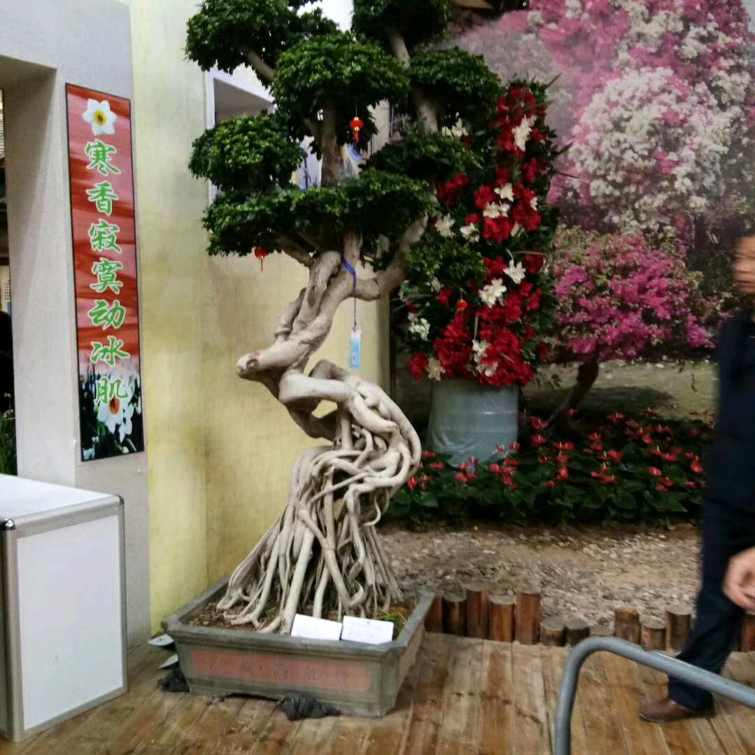 傲雪青松