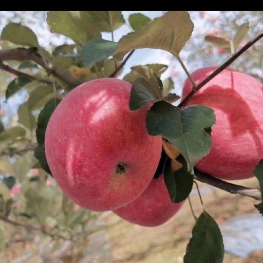 洛川益农农业服务中心