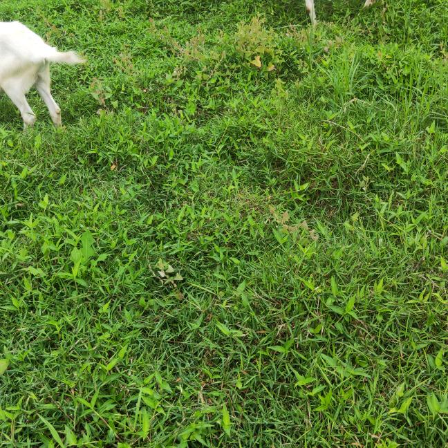 阉鸡