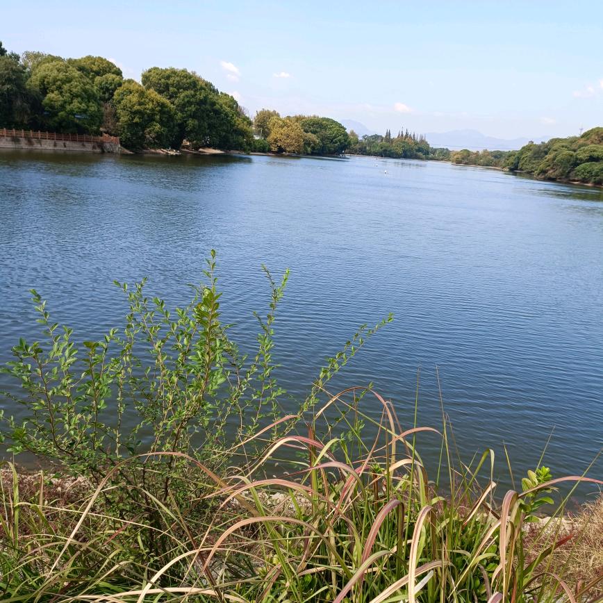 西双版纳黄金甘蔗种植