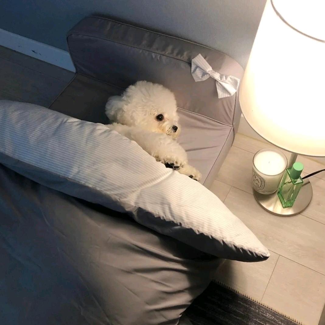 蘇崽不想努力