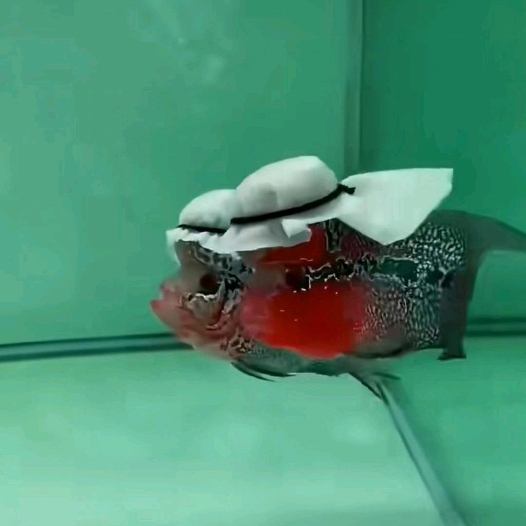 言誩譶
