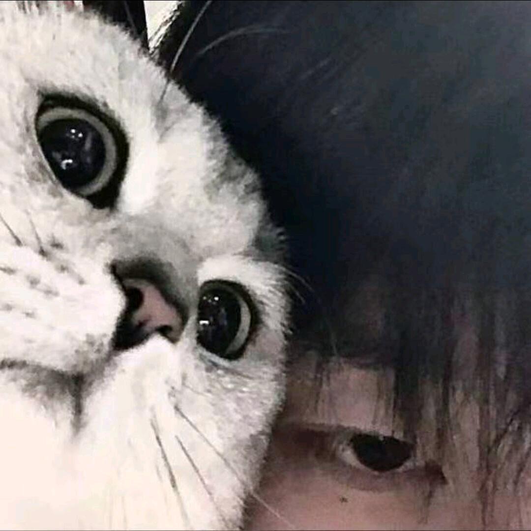 法老淑淑