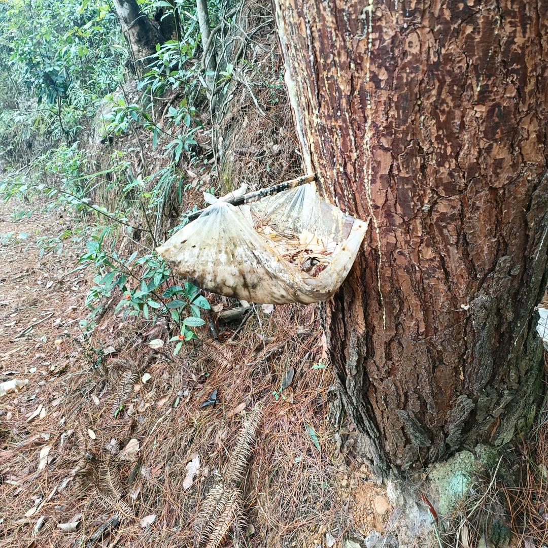 木龙