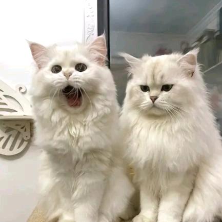 没头脑和不高兴