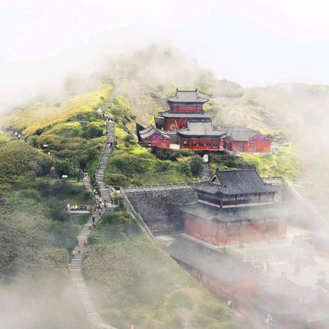 含羞草