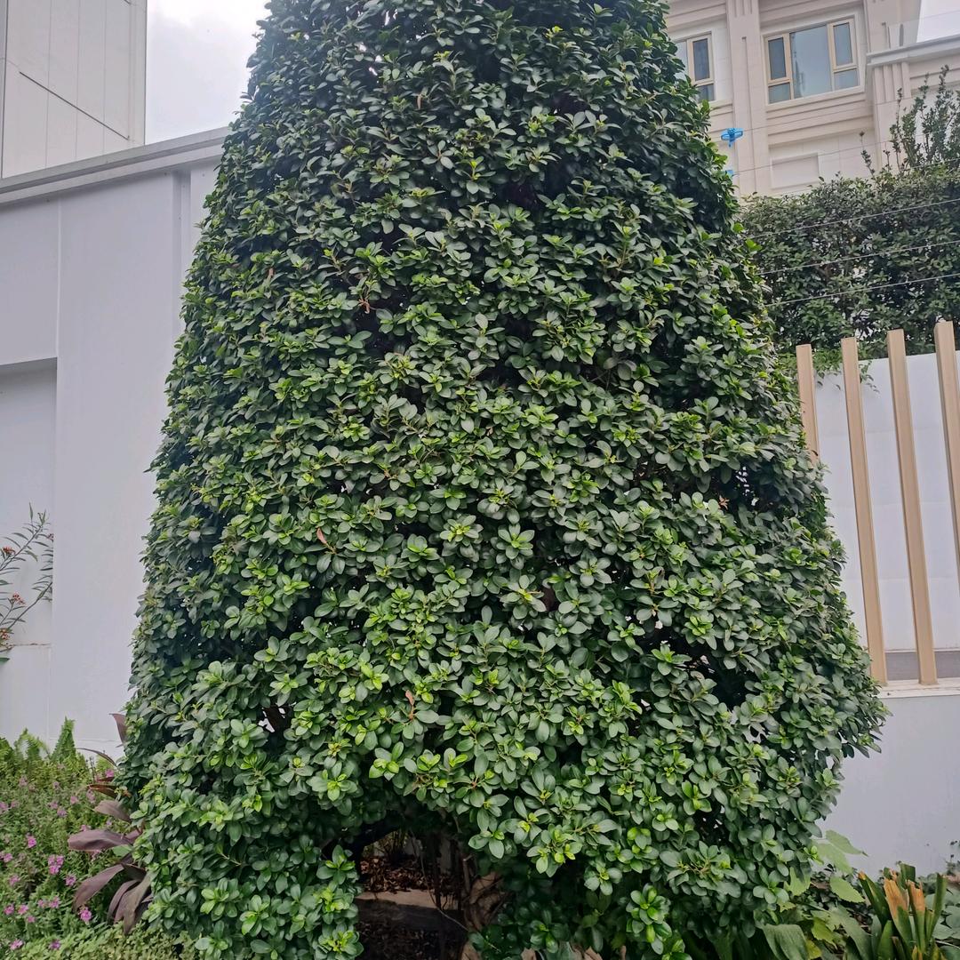 树  叶