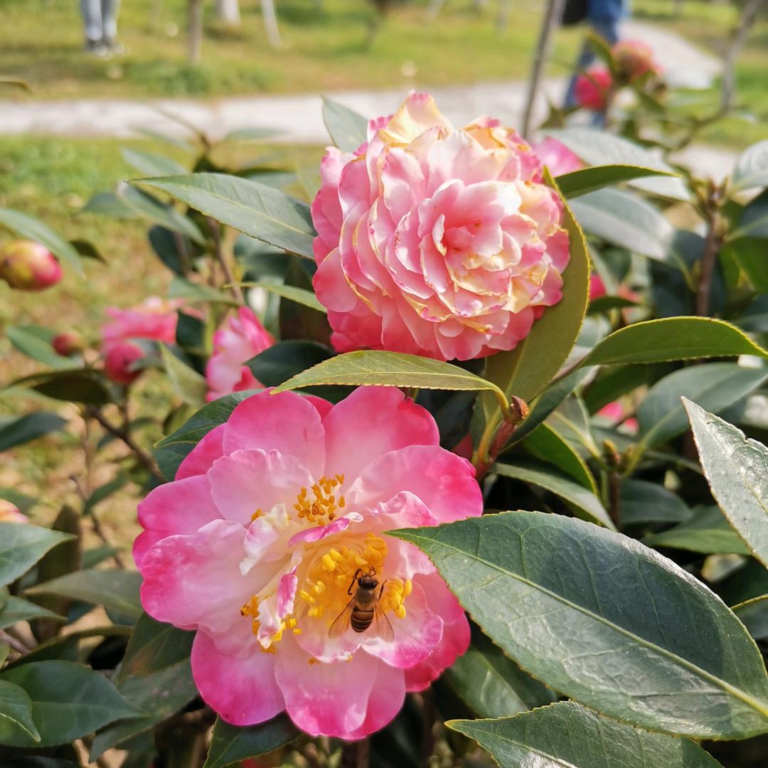 胡蝶恋花