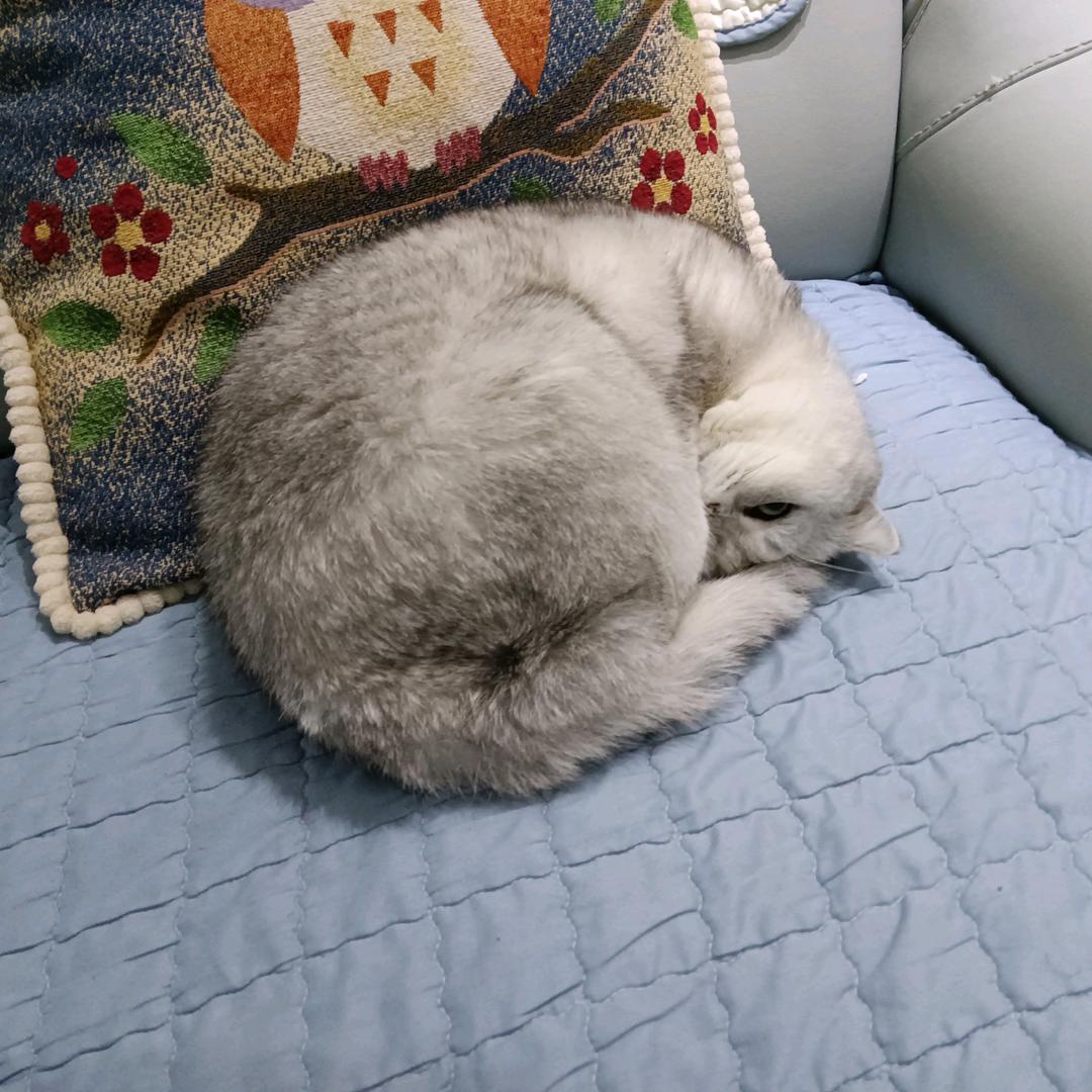 饭团