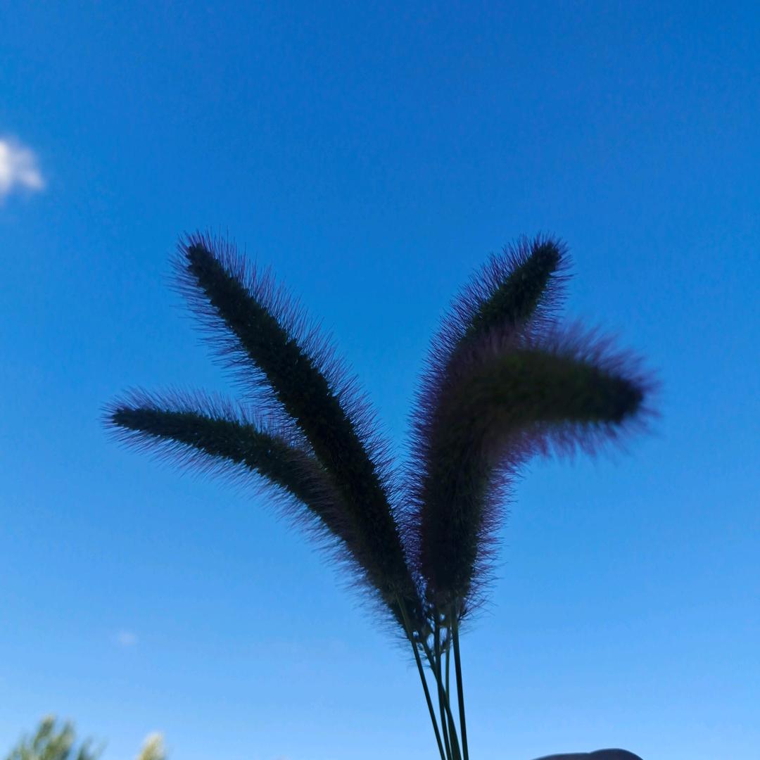 涛