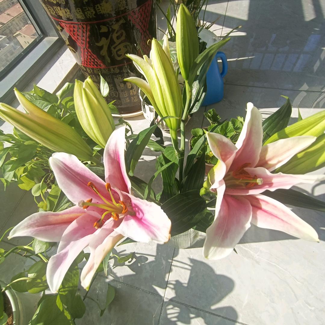 🍎是琳宝吖💫