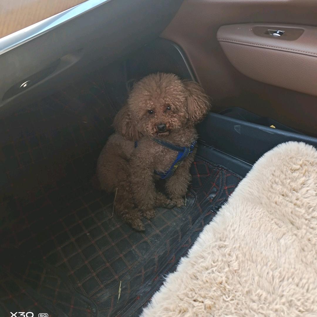 倔犟的王怼怼