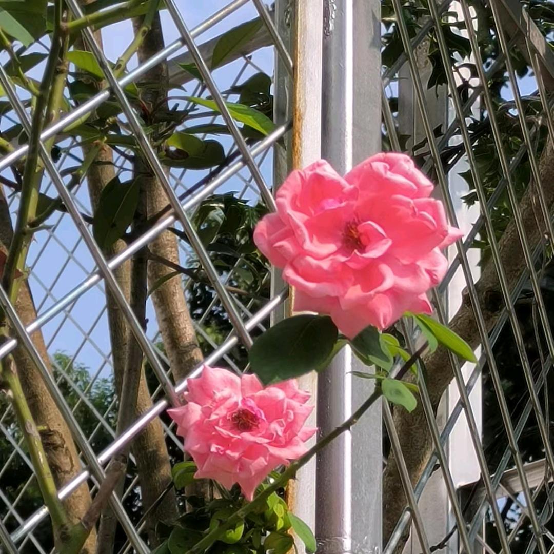 怡然似梦