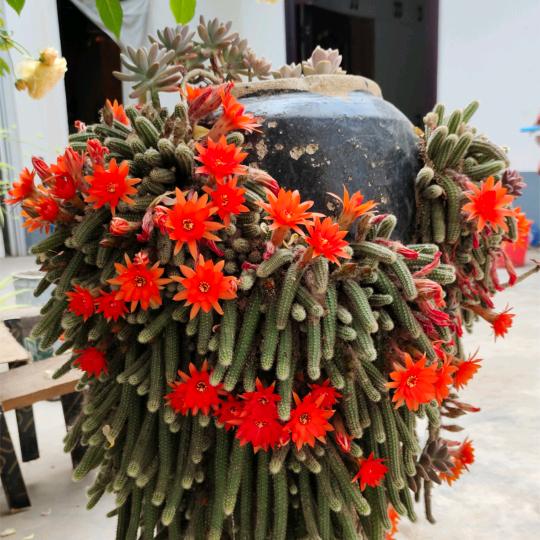 生活虐我千百遍