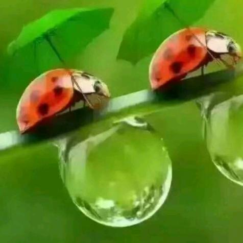 乐以忘忧ヾ(＾。^*)=