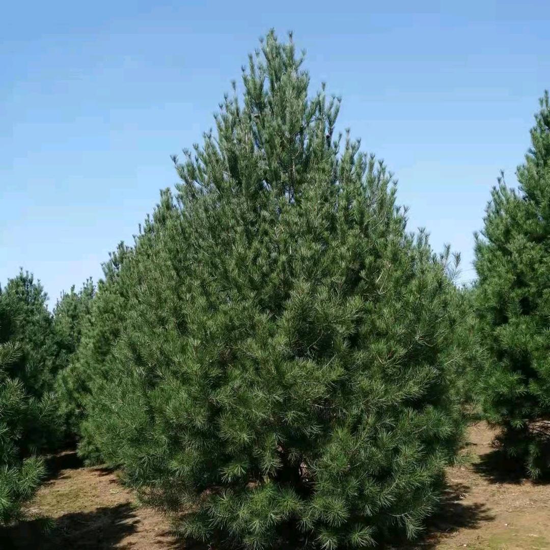 一个有故事的男人