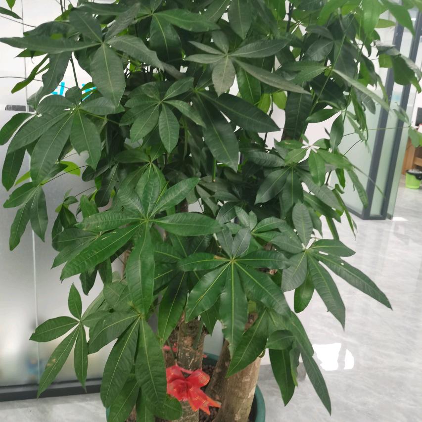 漂泊的哥