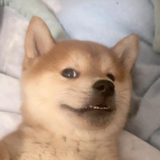 观照