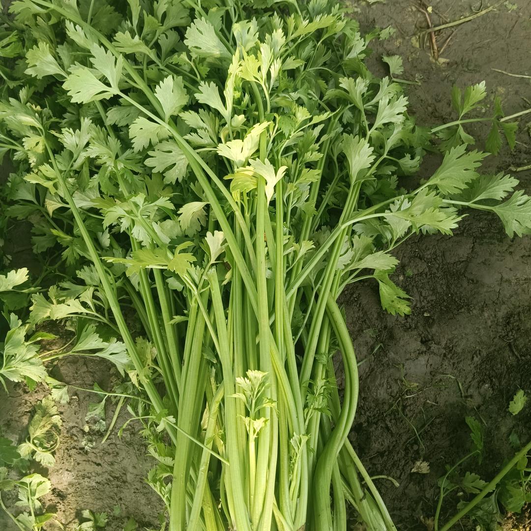 东草场老杨家庭农场
