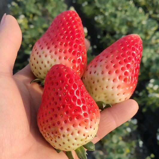 芦庙草莓🍓采摘园