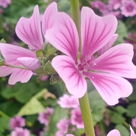 老农民63年12月28的兔有赞必回