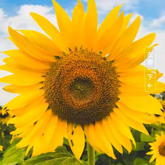 春暖花一定会开