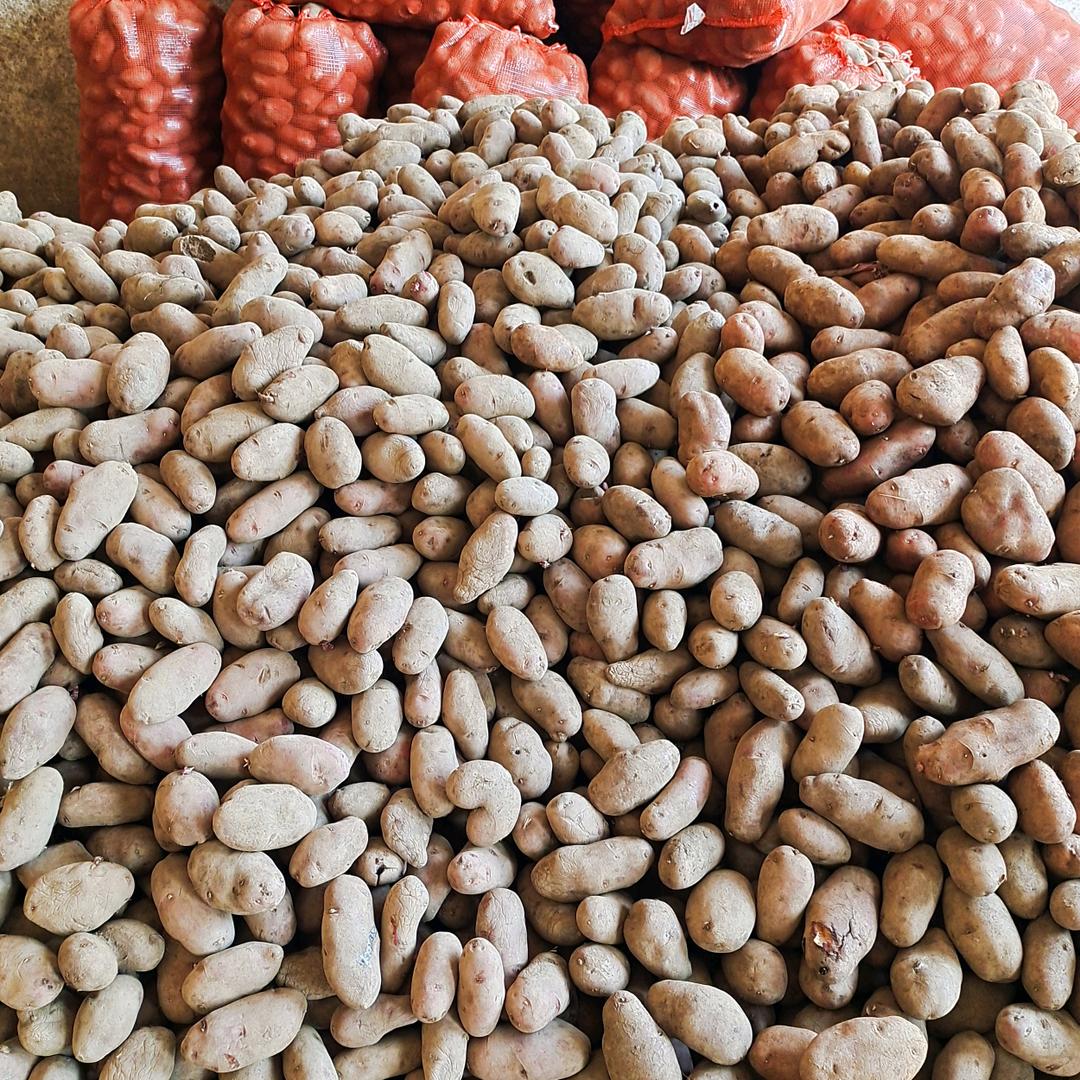 威宁洋芋批发