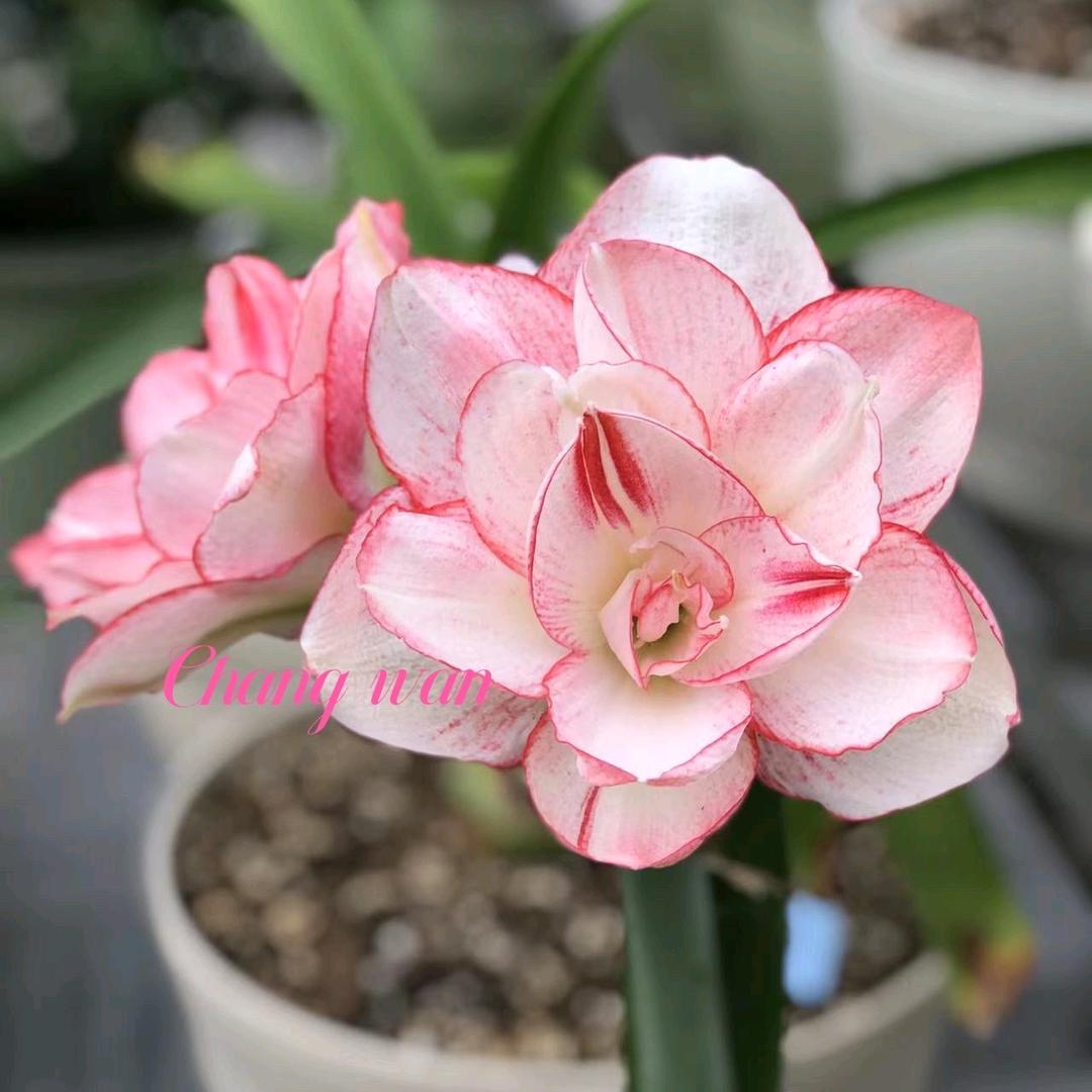 问茶探花