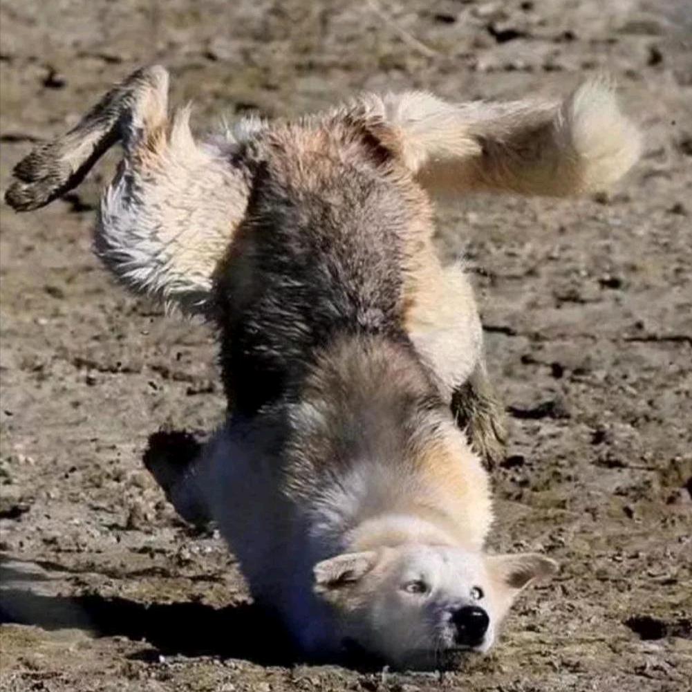 大犼犼