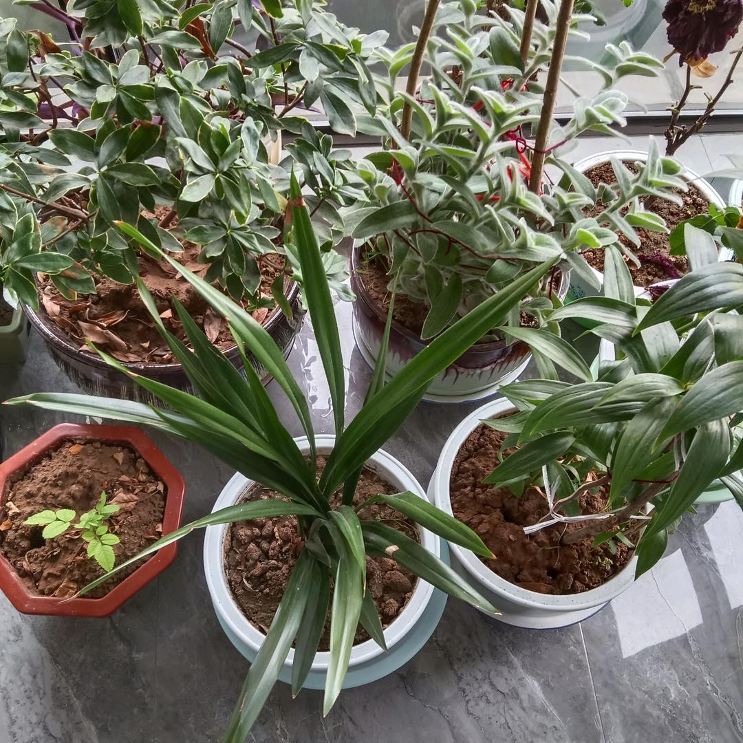 万家秀（红旗会）