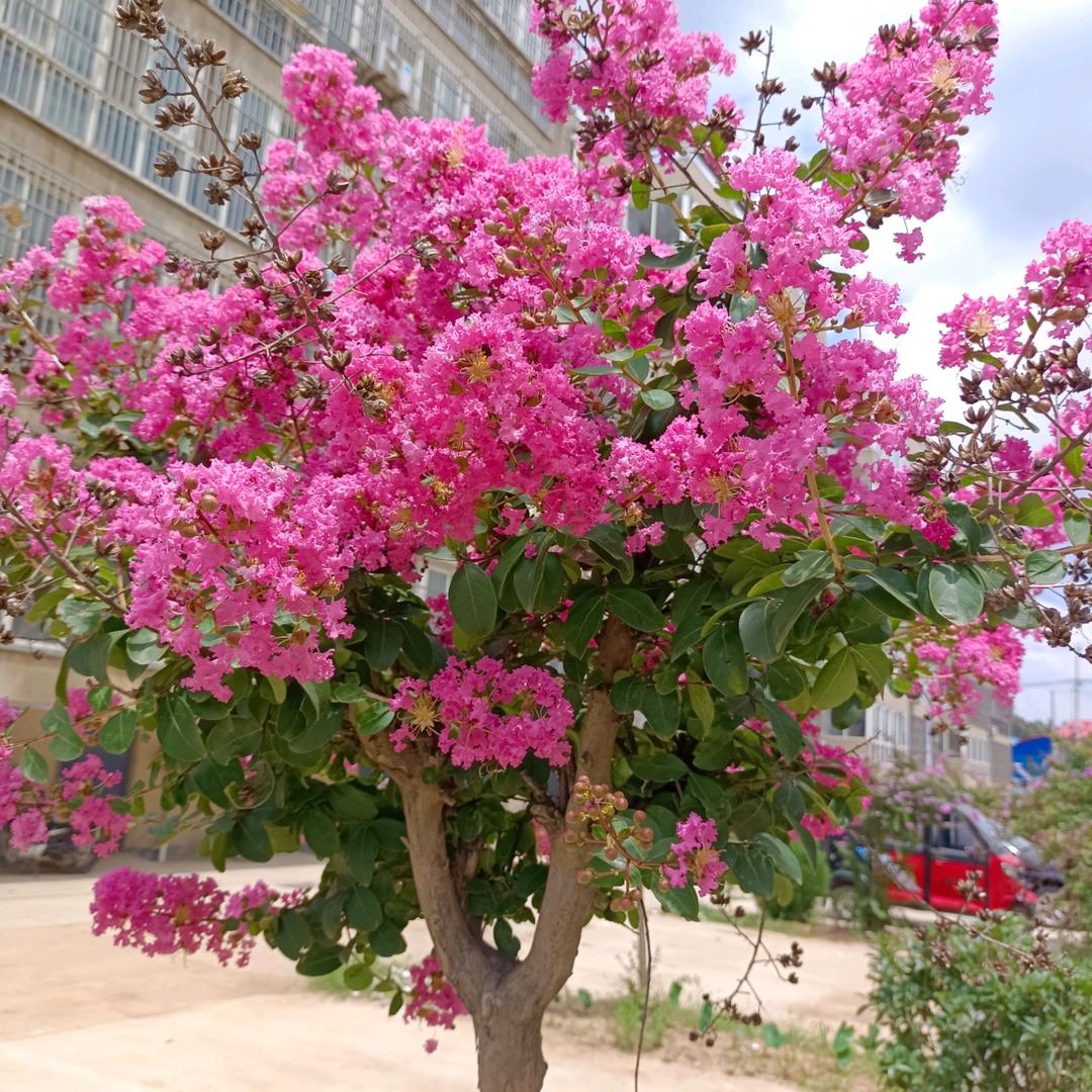 Q.花🌸