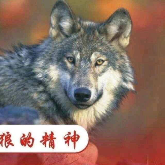 狼🐺🐺