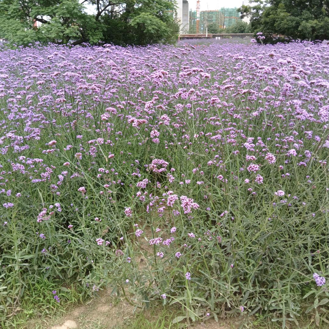 @晶晶