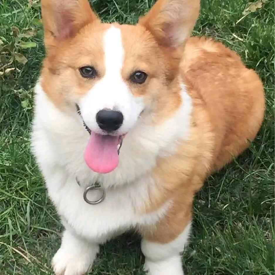 :-(家有萌宠柯基