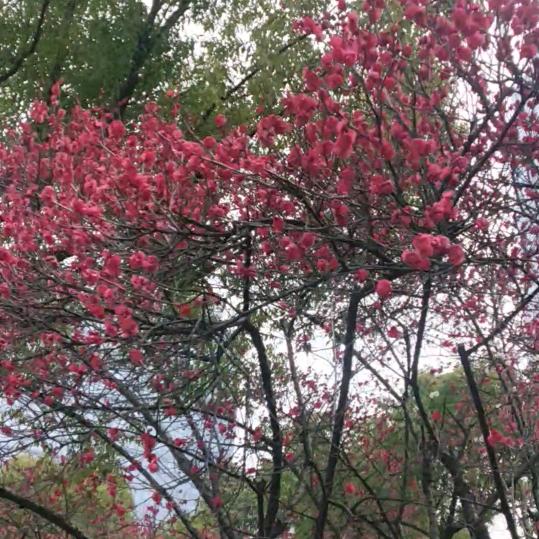 但愿明天会更好