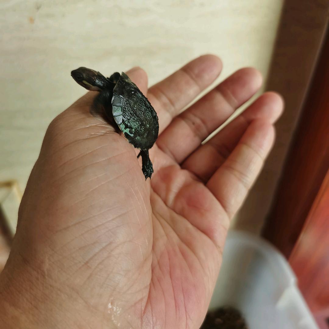踏花归去