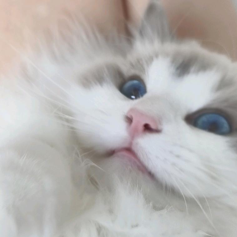 呆b核桃桃（暖妈互关版）