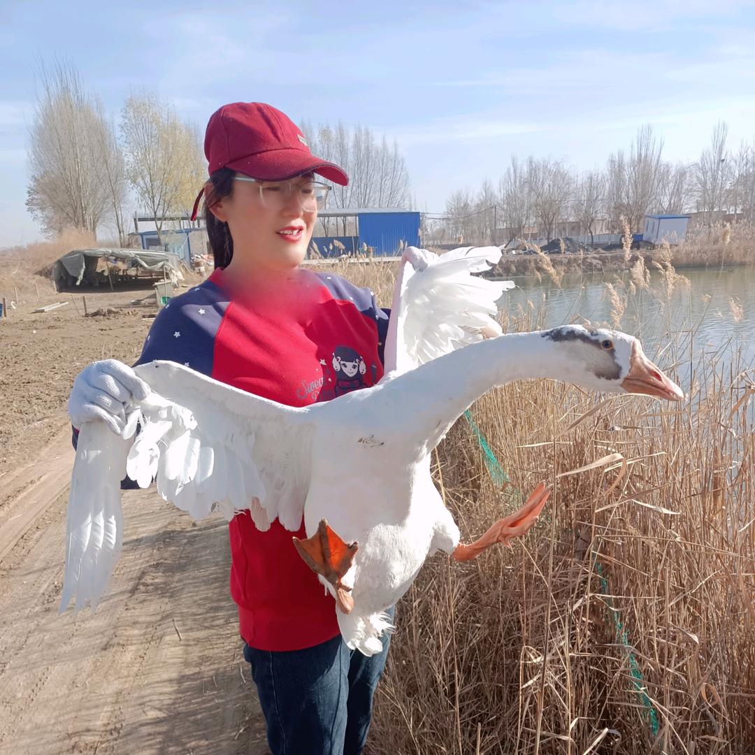 平罗县鹏华养殖专业合作社