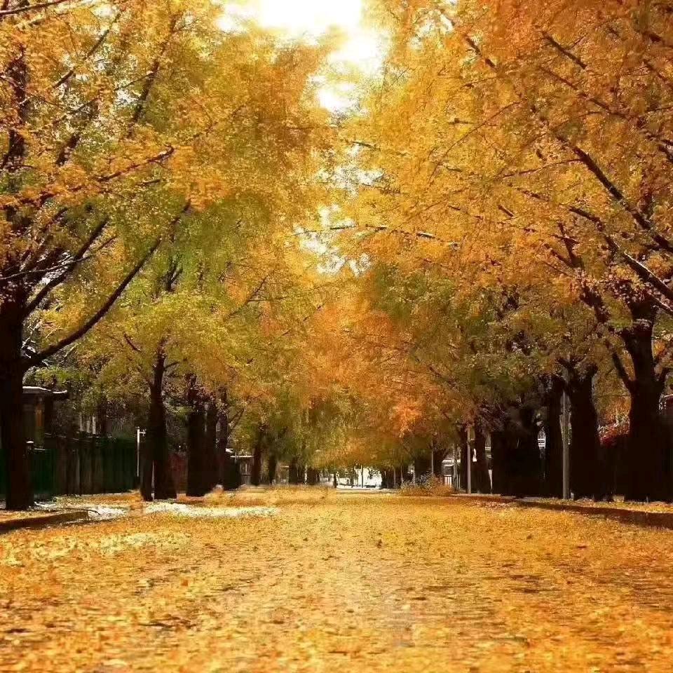 栗子园（帮商家上团购）