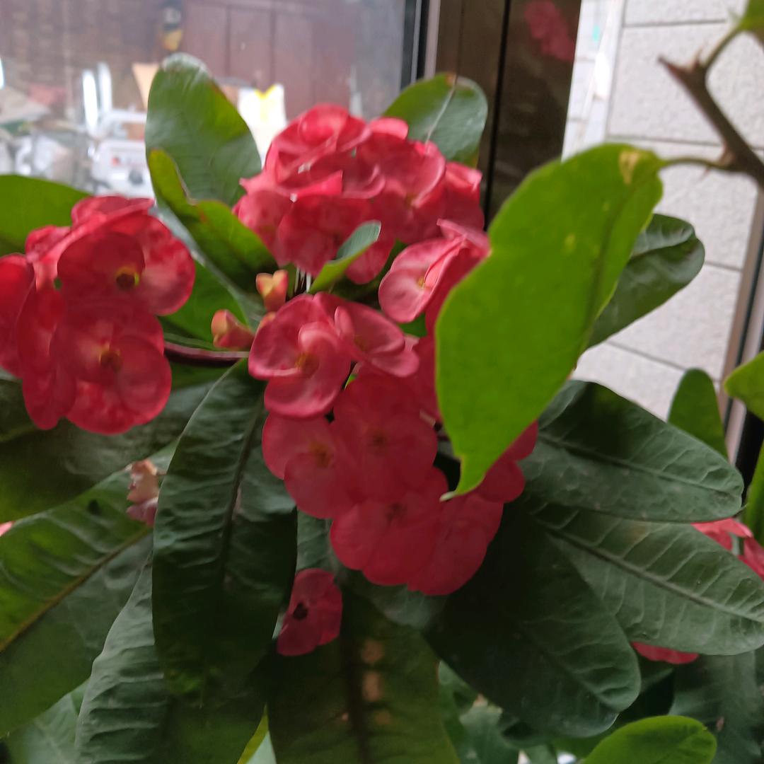 🌹幸福美满🌹