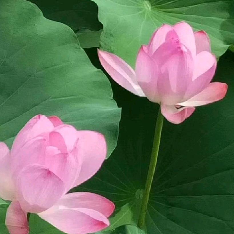 周珍