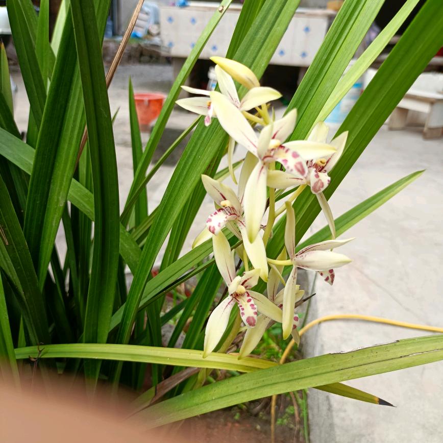 阿烺lǎng