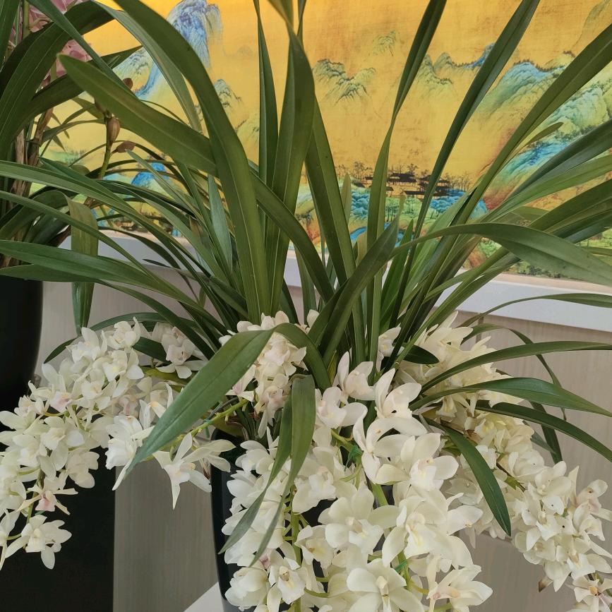 幽幽兰花草