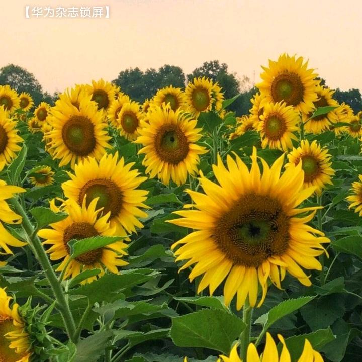 向日葵🌻