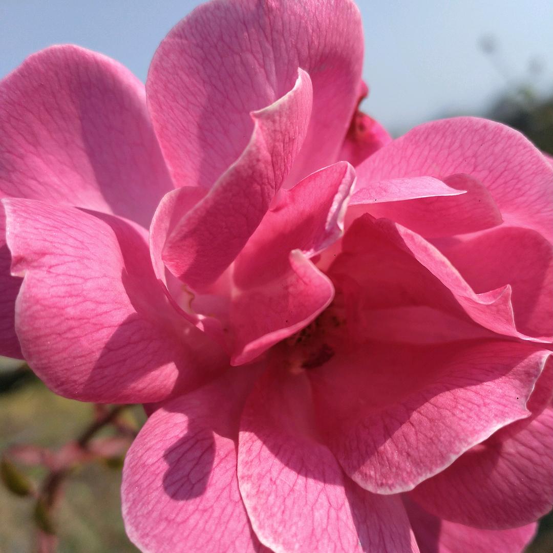 蓝花花