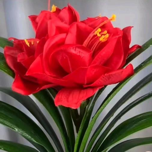 君子兰花