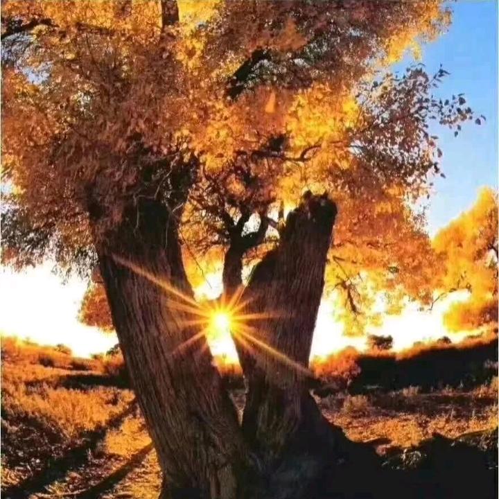 🌈戈壁孤树🌈