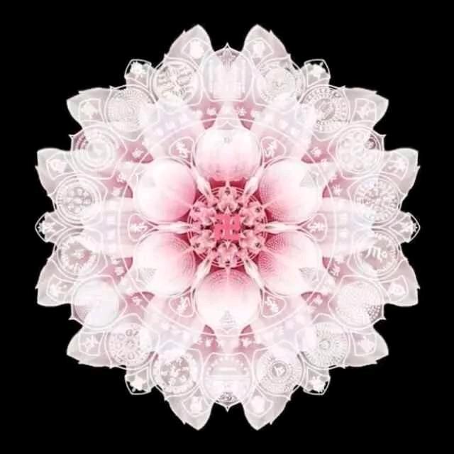 梅花雪