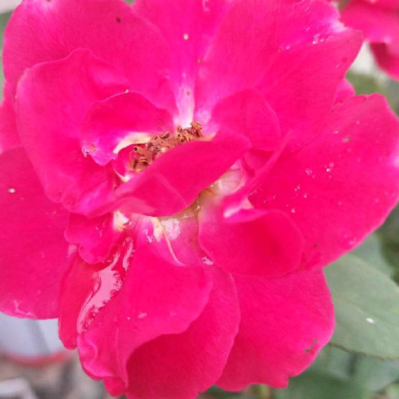 🌺️🌹️小闫没烦恼🌸️🍄️